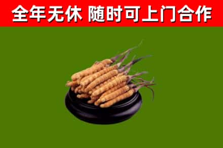 沙洋县烟酒回收冬虫夏草.jpg